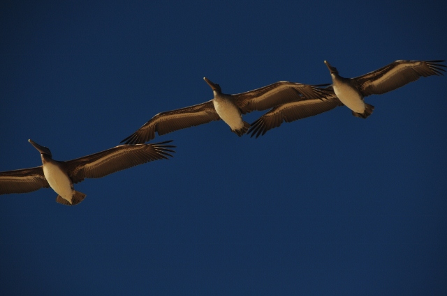 pelicans fly overhead at Marina beach
